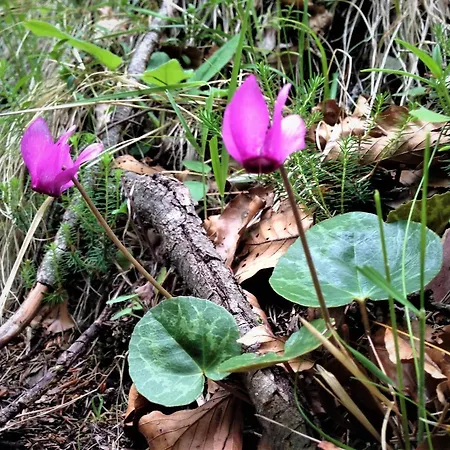 Alpe Kranjska Gora